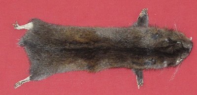 Picture of this lot Tanned Mountain Beaver Hides, Furs, Pelts, Skins