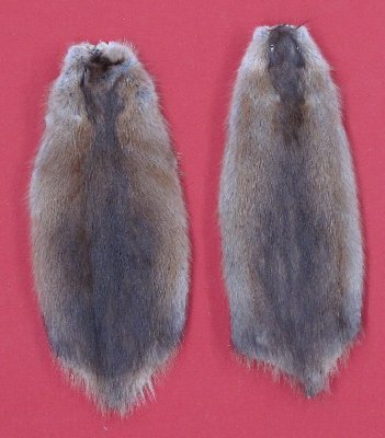 Picture of this lot Tanned Muskrat Hides, Furs, Pelts, Skins