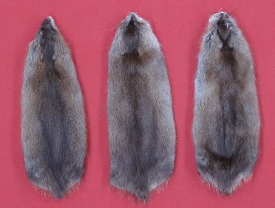 Picture of this lot Tanned Muskrat Hides, Furs, Pelts, Skins