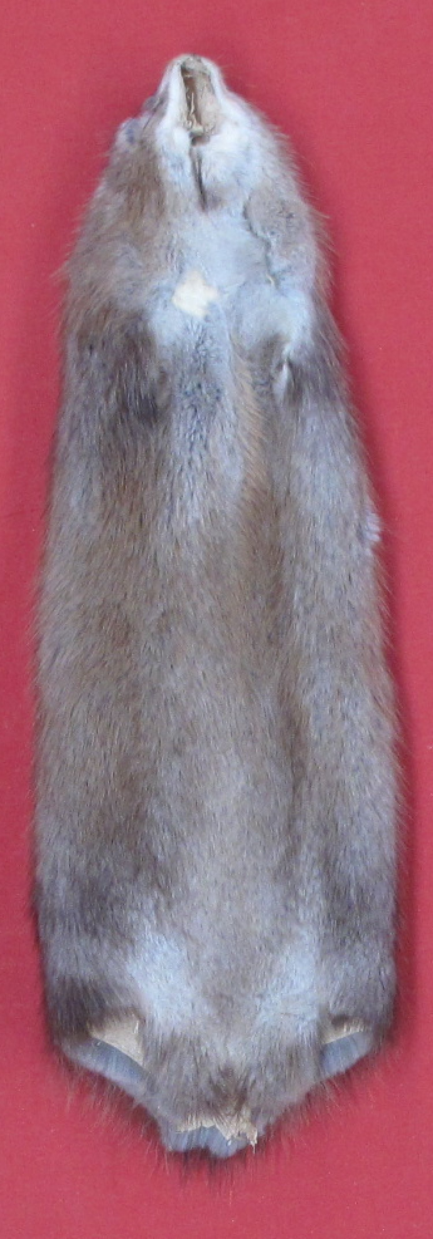 Tanned Furs MUSKRAT (71601024)