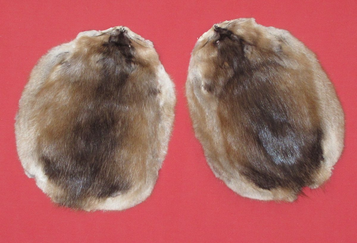 Tanned Furs MUSKRAT (71601042)