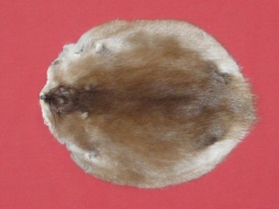 Picture of this lot Tanned Muskrat Hides, Furs, Pelts, Skins