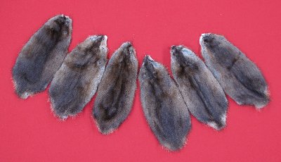 Picture of this lot Tanned Muskrat Hides, Furs, Pelts, Skins