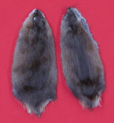 Picture of this lot Tanned Muskrat Hides, Furs, Pelts, Skins