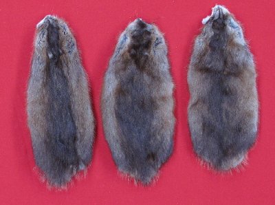 Picture of this lot Tanned Muskrat Hides, Furs, Pelts, Skins