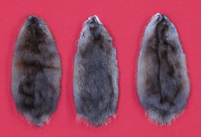 Picture of this lot Tanned Muskrat Hides, Furs, Pelts, Skins