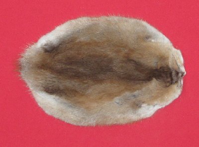 Picture of this lot Tanned Muskrat Hides, Furs, Pelts, Skins