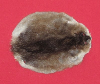 Picture of this lot Tanned Muskrat Hides, Furs, Pelts, Skins