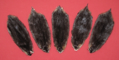 Picture of this lot Tanned Muskrat Hides, Furs, Pelts, Skins