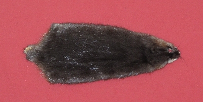 Picture of this lot Tanned Muskrat Hides, Furs, Pelts, Skins
