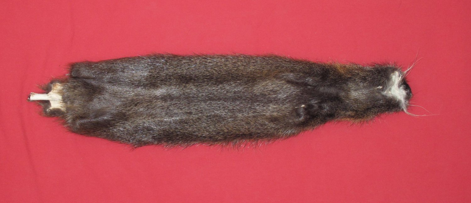 Tanned Furs : NUTRIA (7180-0284) : hideandfur.com