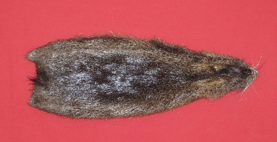 Picture of this lot Tanned Nutria Hides, Furs, Pelts, Skins