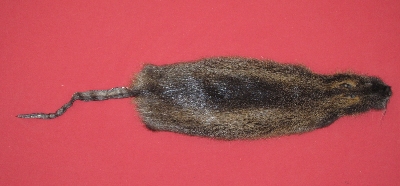 Picture of this lot Tanned Nutria Hides, Furs, Pelts, Skins