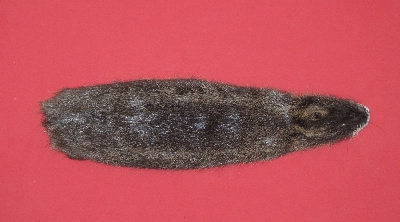 Picture of this lot Tanned Nutria Hides, Furs, Pelts, Skins