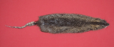 Picture of this lot Tanned Nutria Hides, Furs, Pelts, Skins