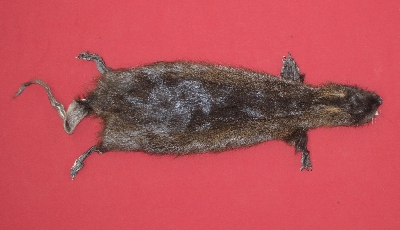 Picture of this lot Tanned Taxidermy Nutria Hides, Furs, Pelts, Skins