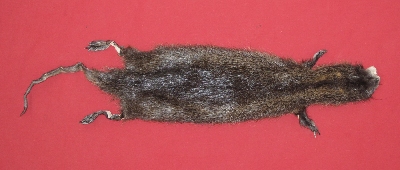 Picture of this lot Tanned Taxidermy Nutria Hides, Furs, Pelts, Skins