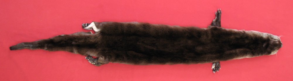 Tanned Furs : OTTER (7205-1175) : hideandfur.com