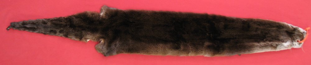 Tanned Otter Hides, Pelts, Skins for sale by www.hideandfur.com