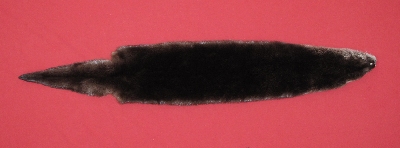 Picture of this lot Tanned Otter Hides, Pelts, Skins