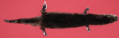 Picture of this lot Tanned Otter Hides, Pelts, Skins