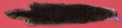 Picture of this lot Tanned Otter Hides, Pelts, Skins