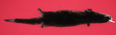Picture of this lot Tanned Otter Hides, Pelts, Skins