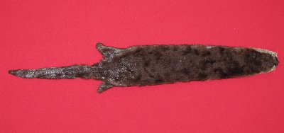 Picture of this lot Tanned Otter Hides, Pelts, Skins