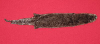 Picture of this lot Tanned Otter Hides, Pelts, Skins