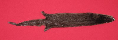 Picture of this lot Tanned Otter Hides, Pelts, Skins
