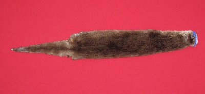 Picture of this lot Tanned Otter Hides, Pelts, Skins