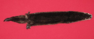 Picture of this lot Tanned Otter Hides, Pelts, Skins
