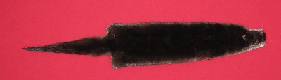 Picture of this lot Tanned Otter Hides, Pelts, Skins