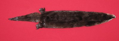 Picture of this lot Tanned Otter Hides, Pelts, Skins
