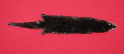 Picture of this lot Tanned Otter Hides, Pelts, Skins