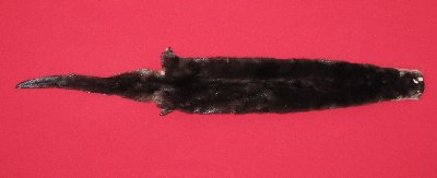Picture of this lot Tanned Otter Hides, Pelts, Skins