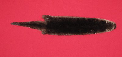 Picture of this lot Tanned Otter Hides, Pelts, Skins