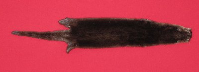 Picture of this lot Tanned Otter Hides, Pelts, Skins