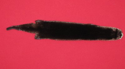 Picture of this lot Tanned Otter Hides, Pelts, Skins