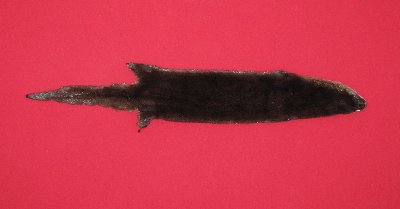 Picture of this lot Tanned Otter Hides, Pelts, Skins