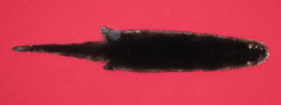Picture of this lot Tanned Otter Hides, Pelts, Skins