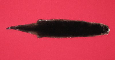 Picture of this lot Tanned Otter Hides, Pelts, Skins