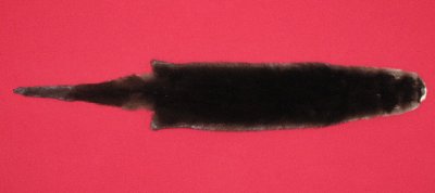 Picture of this lot Tanned Otter Hides, Pelts, Skins