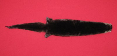 Picture of this lot Tanned Otter Hides, Pelts, Skins