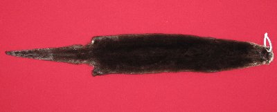 Picture of this lot Tanned Otter Hides, Pelts, Skins