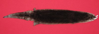 Picture of this lot Tanned Otter Hides, Pelts, Skins