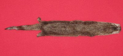 Picture of this lot Tanned Otter Hides, Pelts, Skins