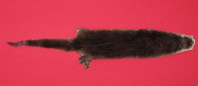 Picture of this lot Tanned Otter Hides, Pelts, Skins