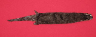 Picture of this lot Tanned Otter Hides, Pelts, Skins