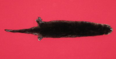 Picture of this lot Tanned Otter Hides, Pelts, Skins